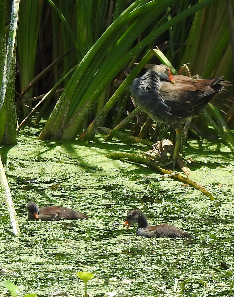 Gallinule d'Amérique - ML586748811