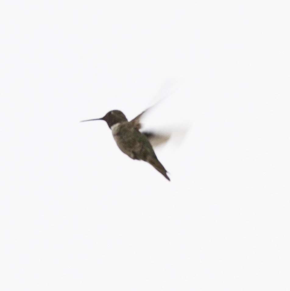 Black-chinned Hummingbird - ML586749001