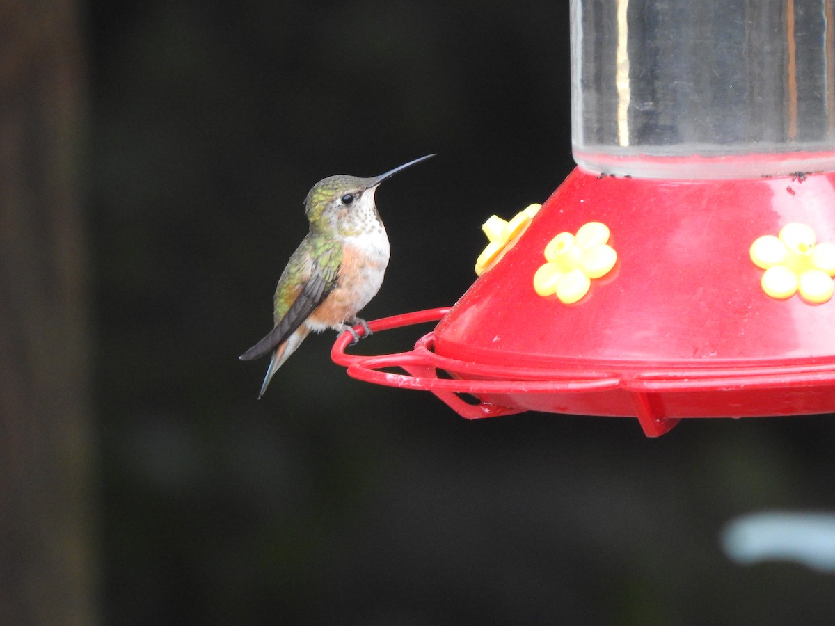 Rufous Hummingbird - ML586749861