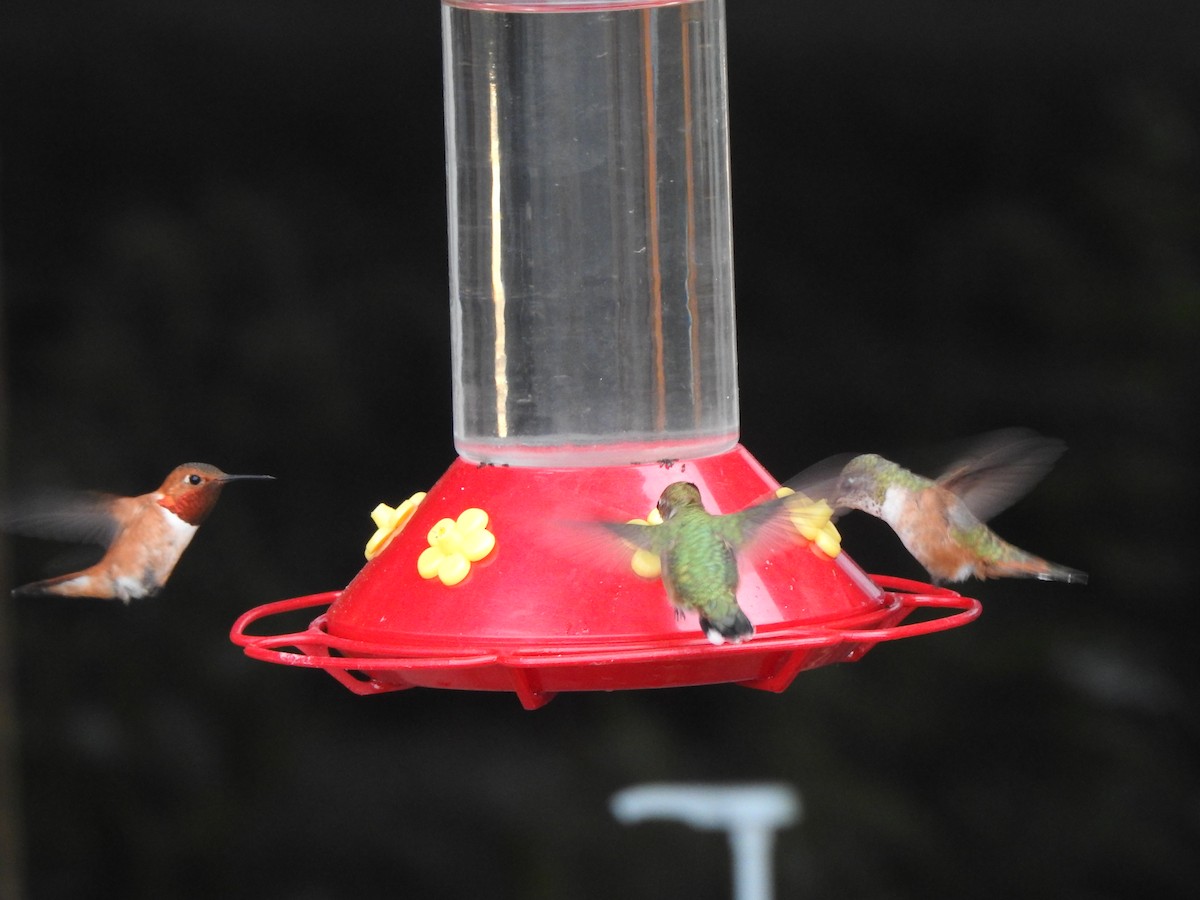 Rufous Hummingbird - ML586749891