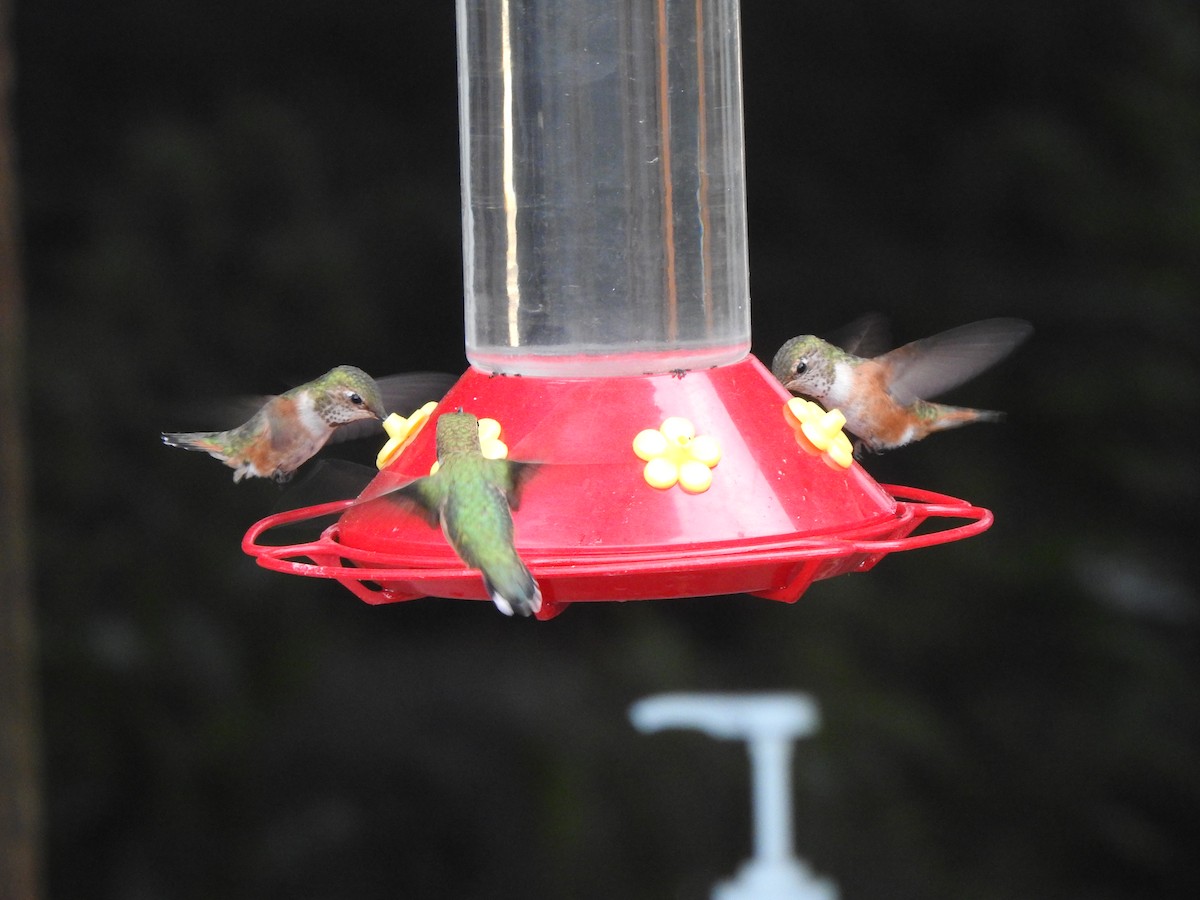 Rufous Hummingbird - Jody  Wells