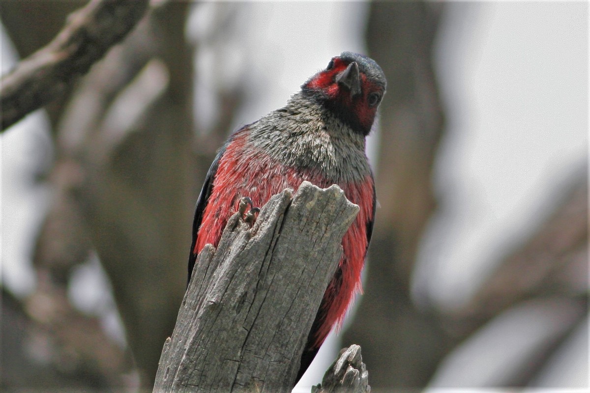 Lewis's Woodpecker - ML58675001