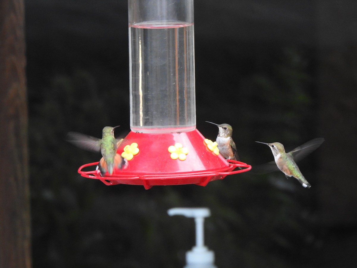 Rufous Hummingbird - ML586750101