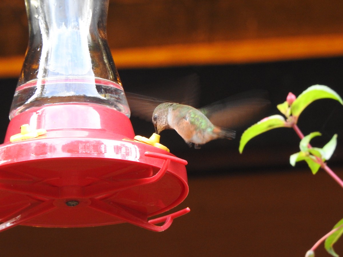 Rufous Hummingbird - ML586750561