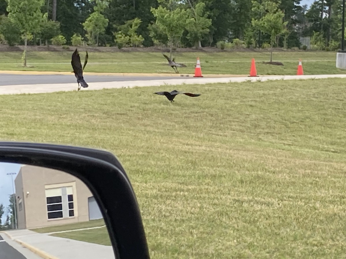 Common Raven - ML586750601