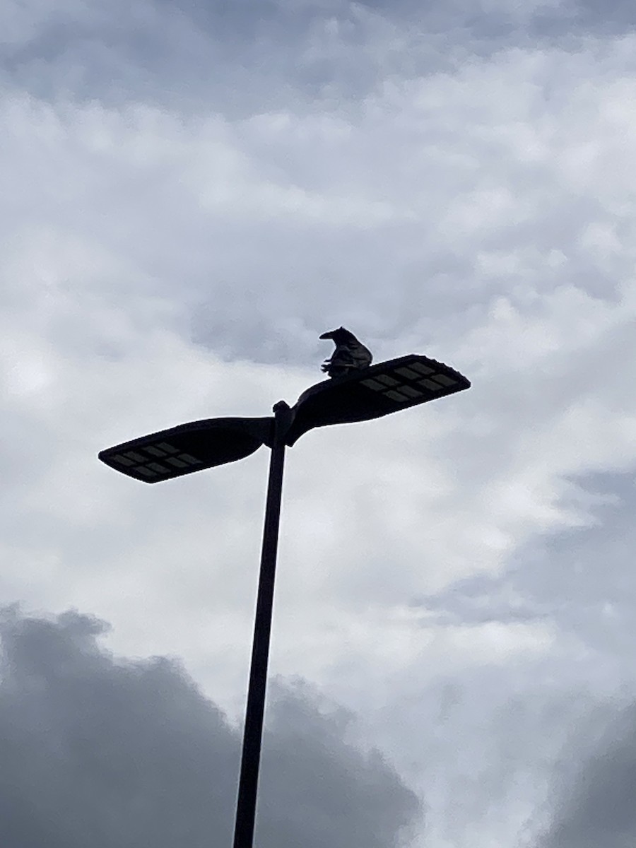 Common Raven - ML586750651