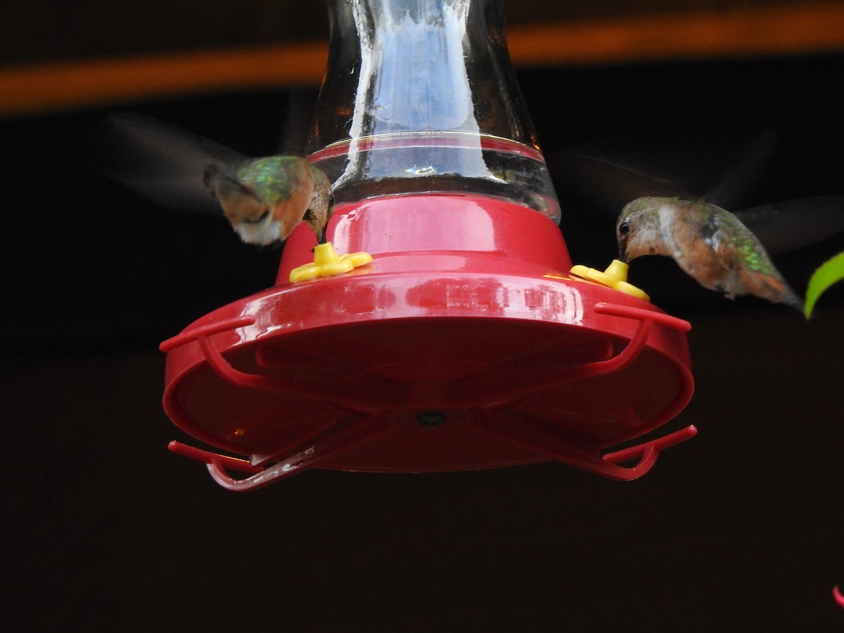 Rufous Hummingbird - ML586750681