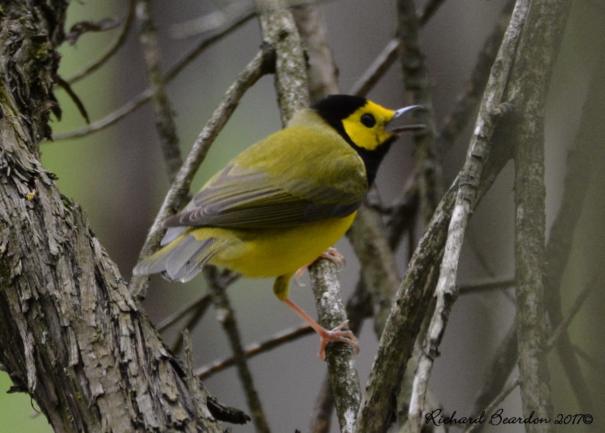 Hooded Warbler - ML58675141