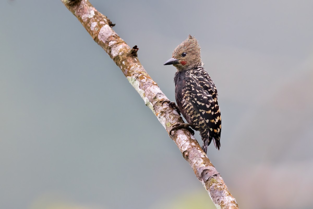 Zebra Woodpecker - ML586751791