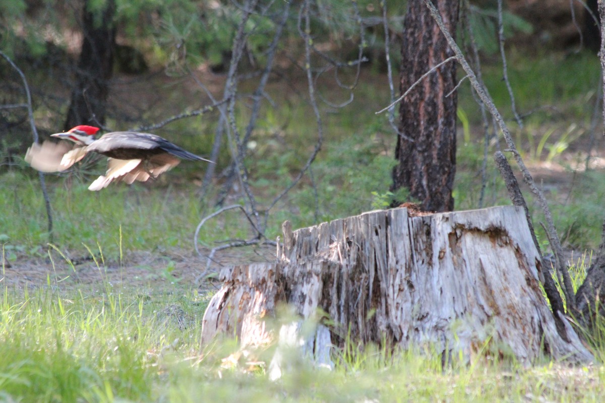 Pileated Woodpecker - ML58675181