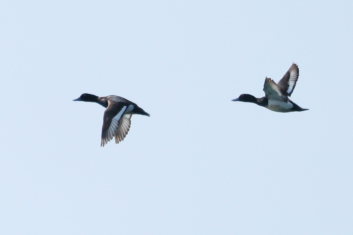 Greater Scaup - ML586752661