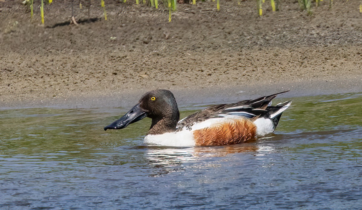 Northern Shoveler - ML586752821