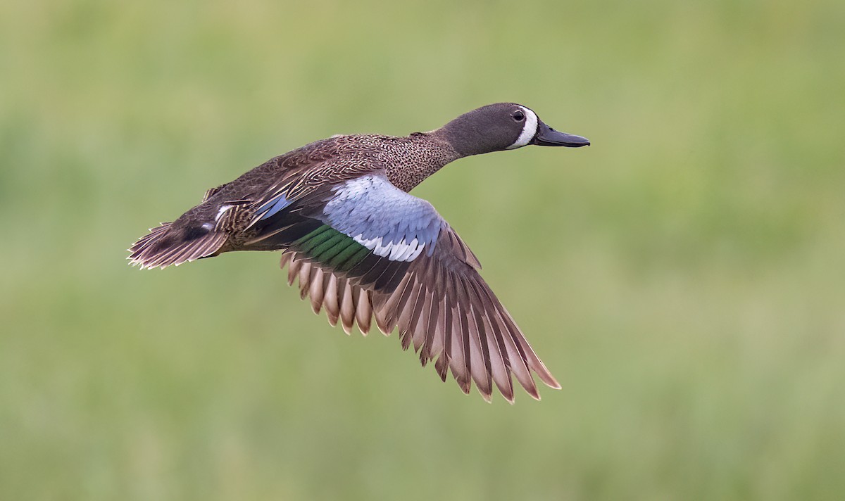 Blue-winged Teal - Iris Kilpatrick