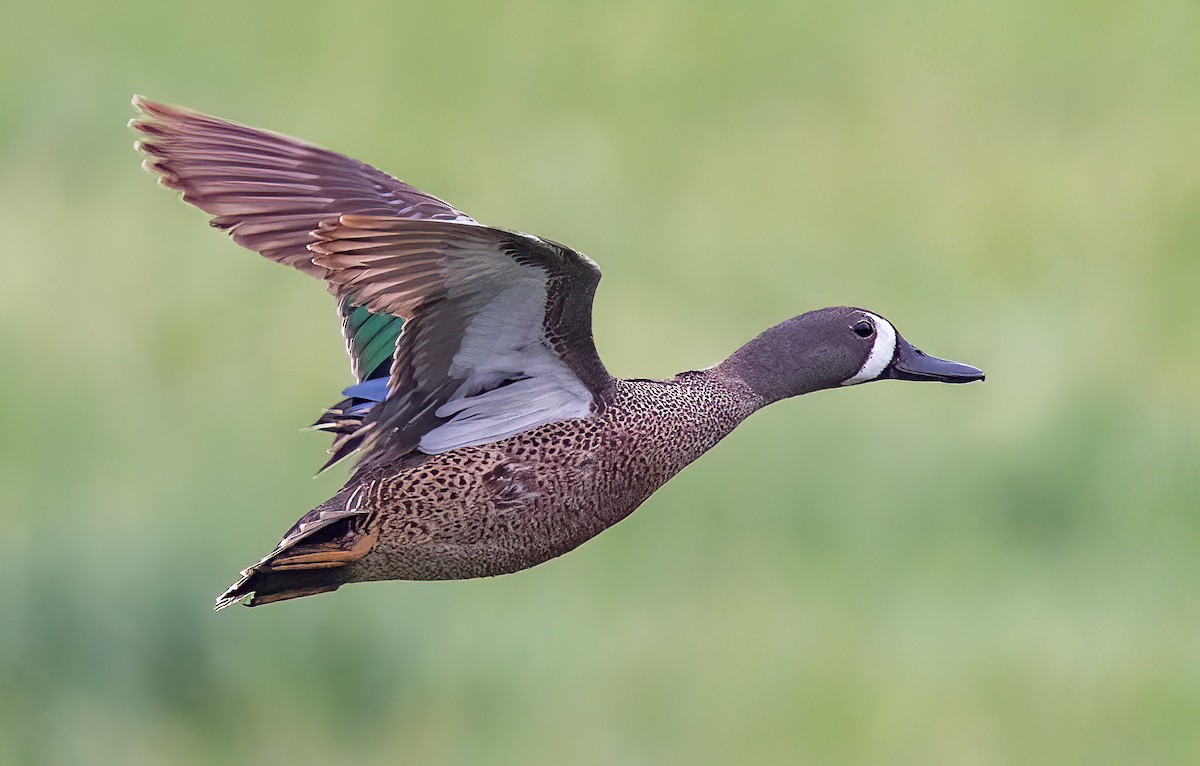 Blue-winged Teal - ML586752901