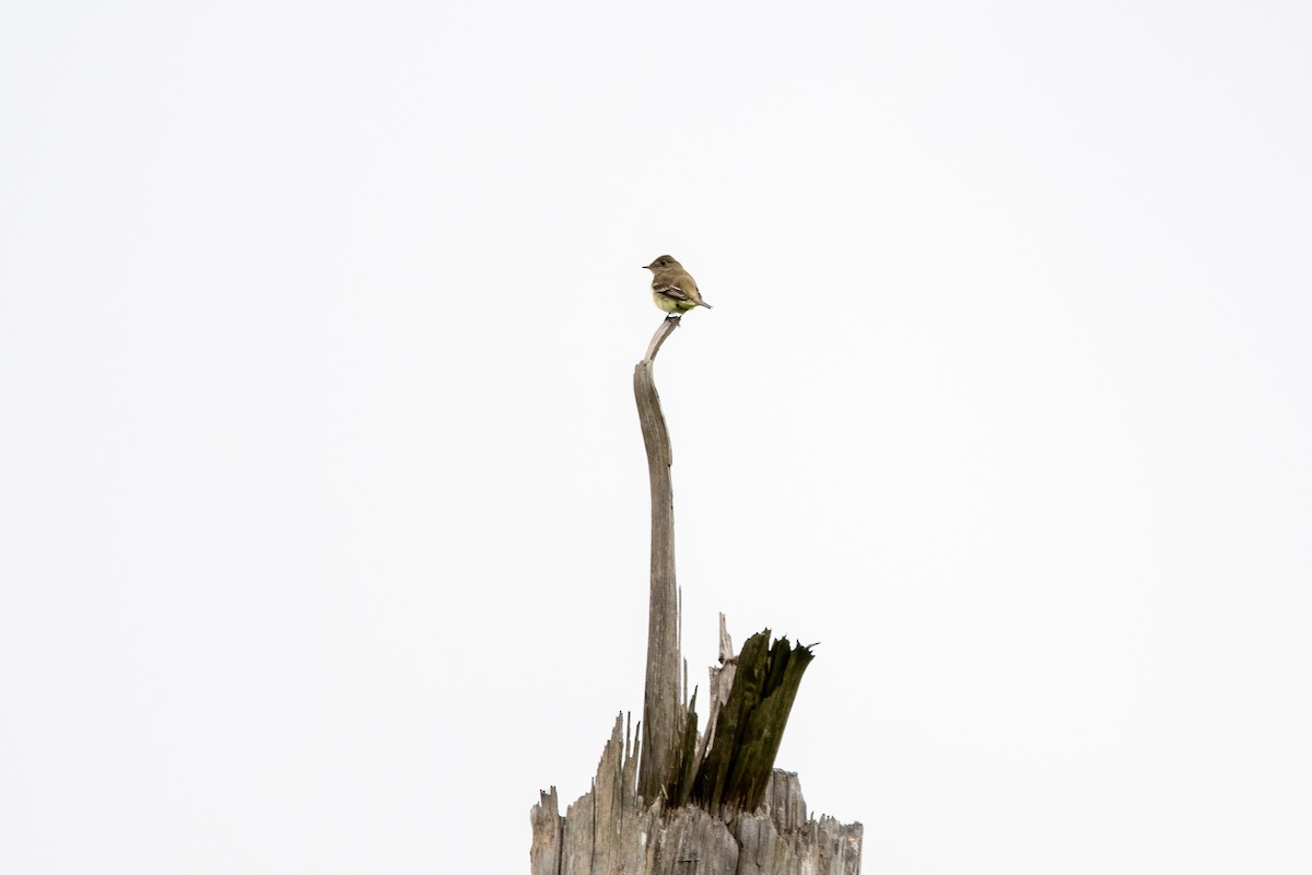 Alder Flycatcher - ML586753221