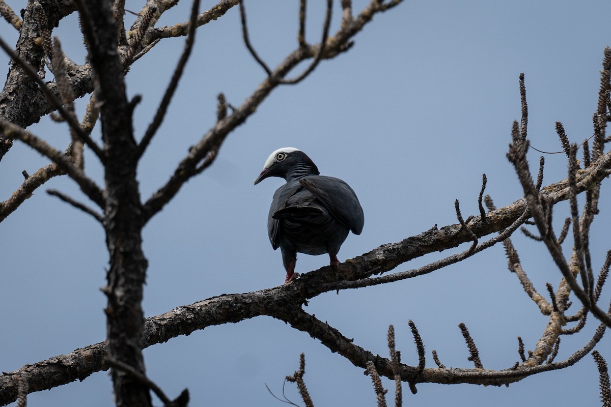 White-crowned Pigeon - ML586753271
