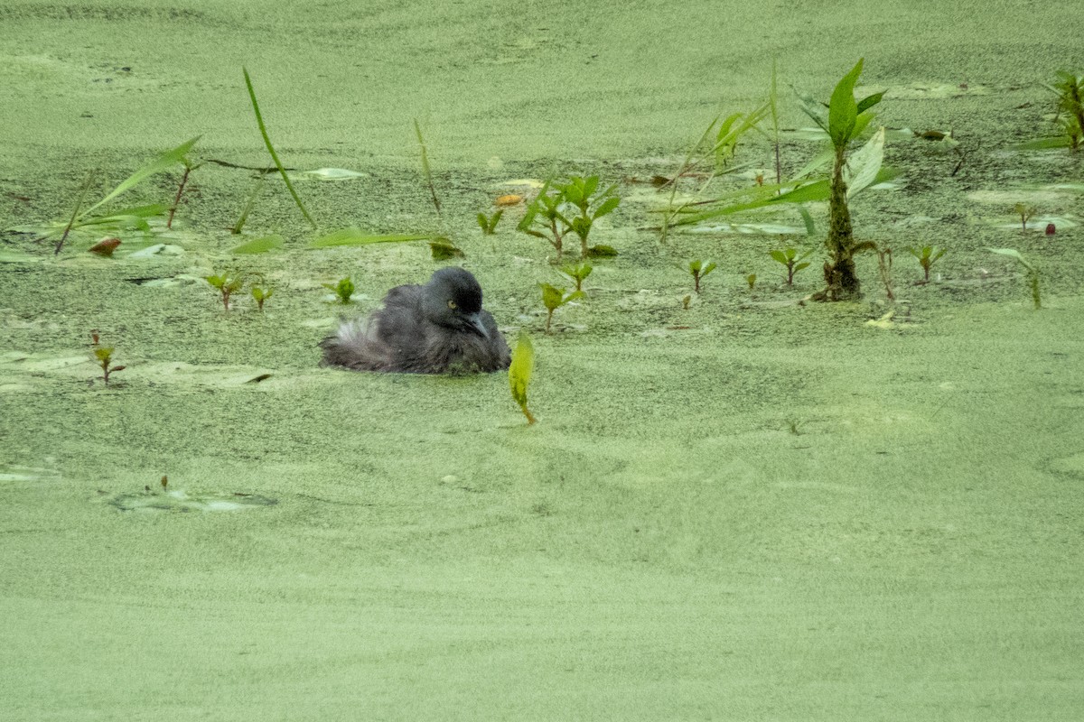 Least Grebe - ML586753841