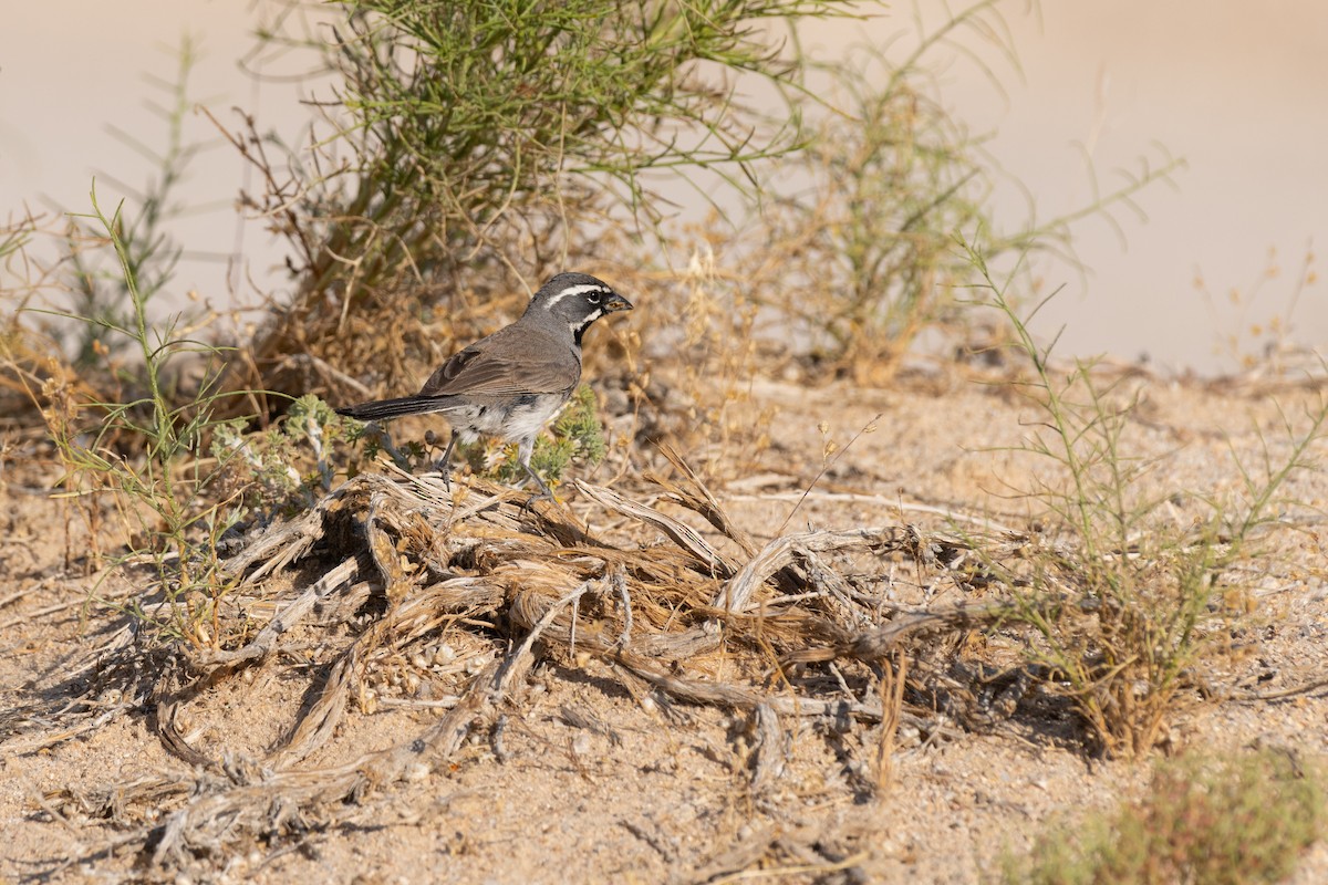 Black-throated Sparrow - ML586754031