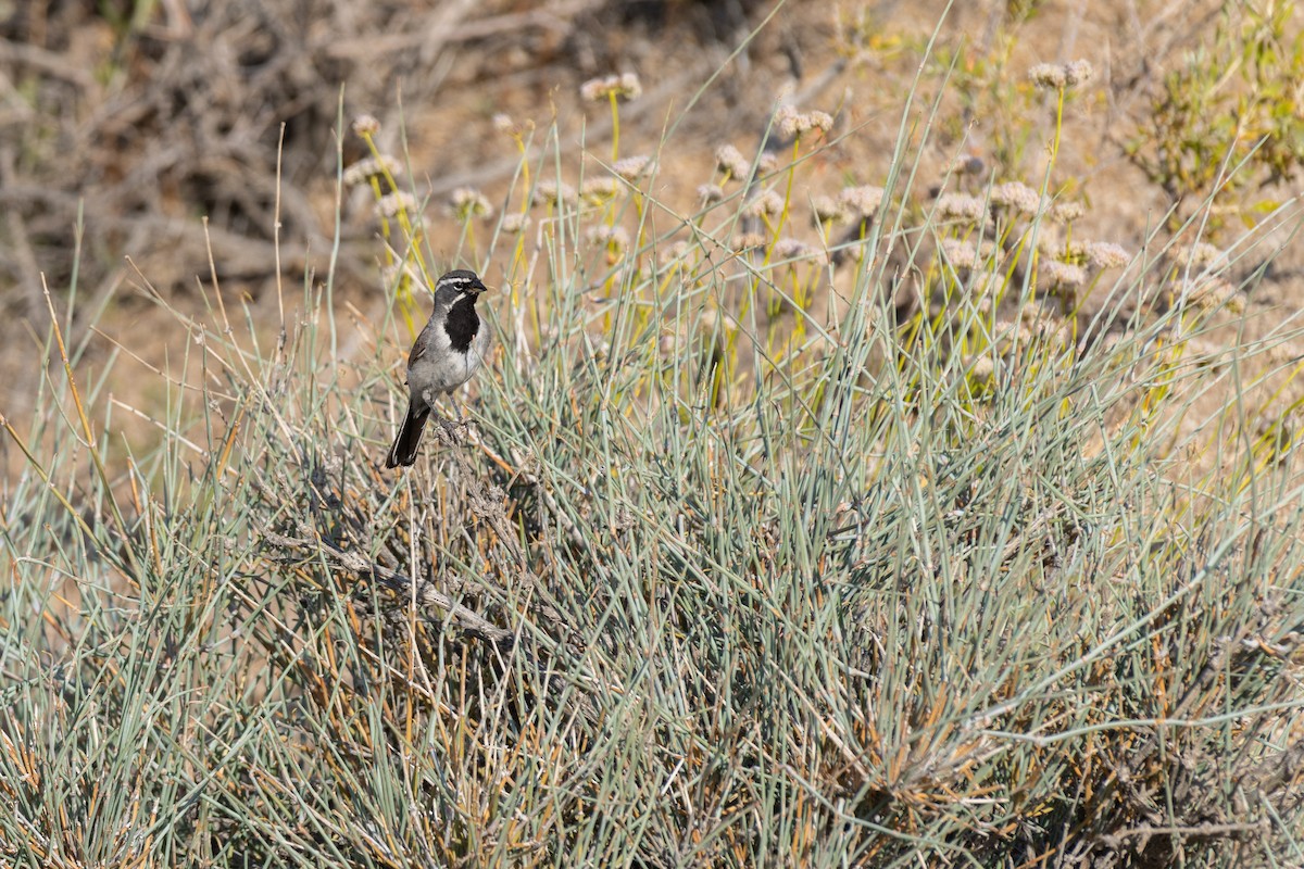 Black-throated Sparrow - ML586754041