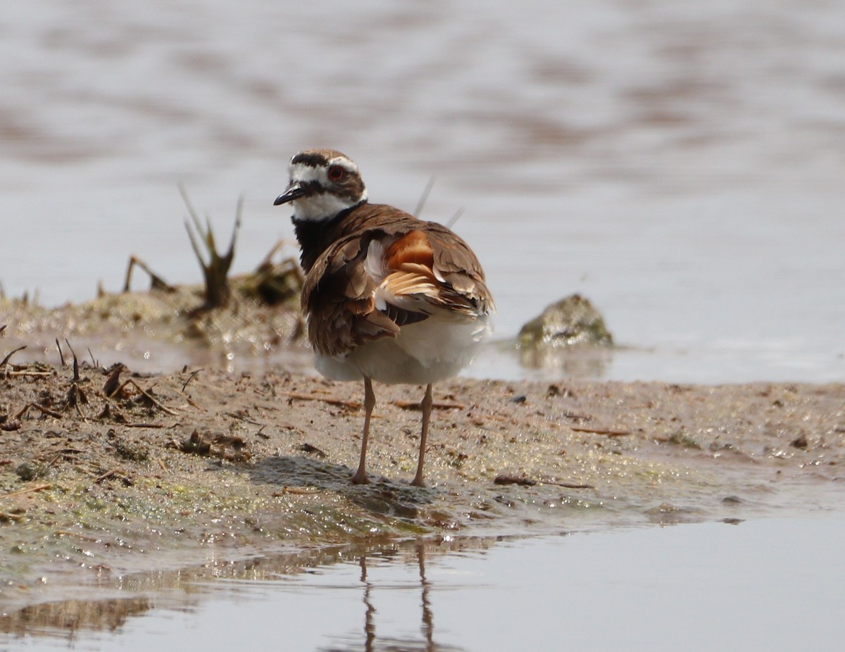 Крикливый зуёк - ML586754541