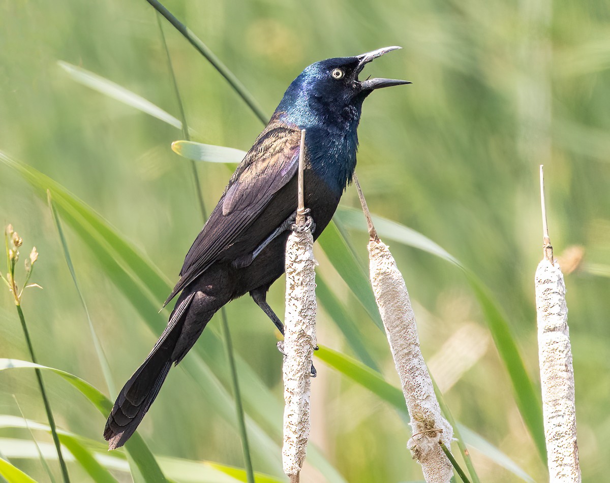 Common Grackle - ML586754551