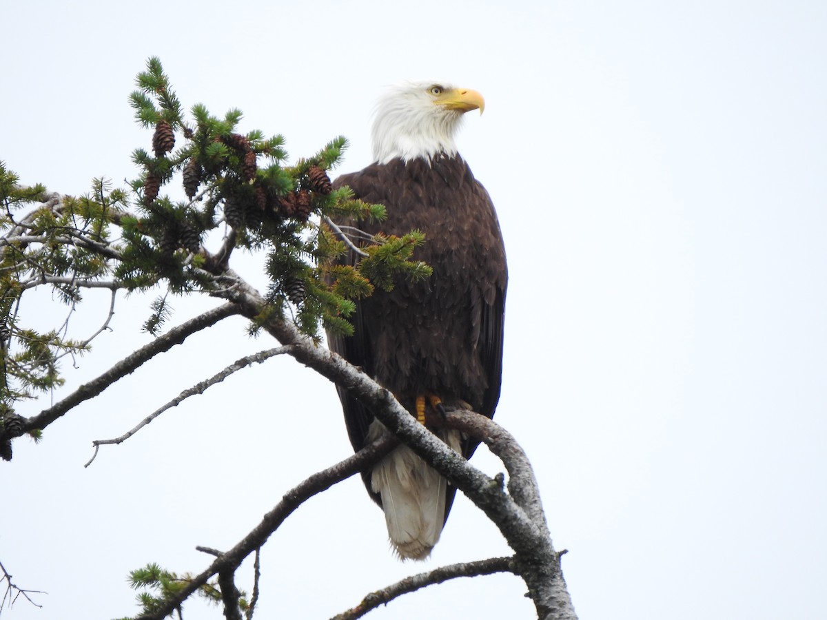 Bald Eagle - Jody  Wells