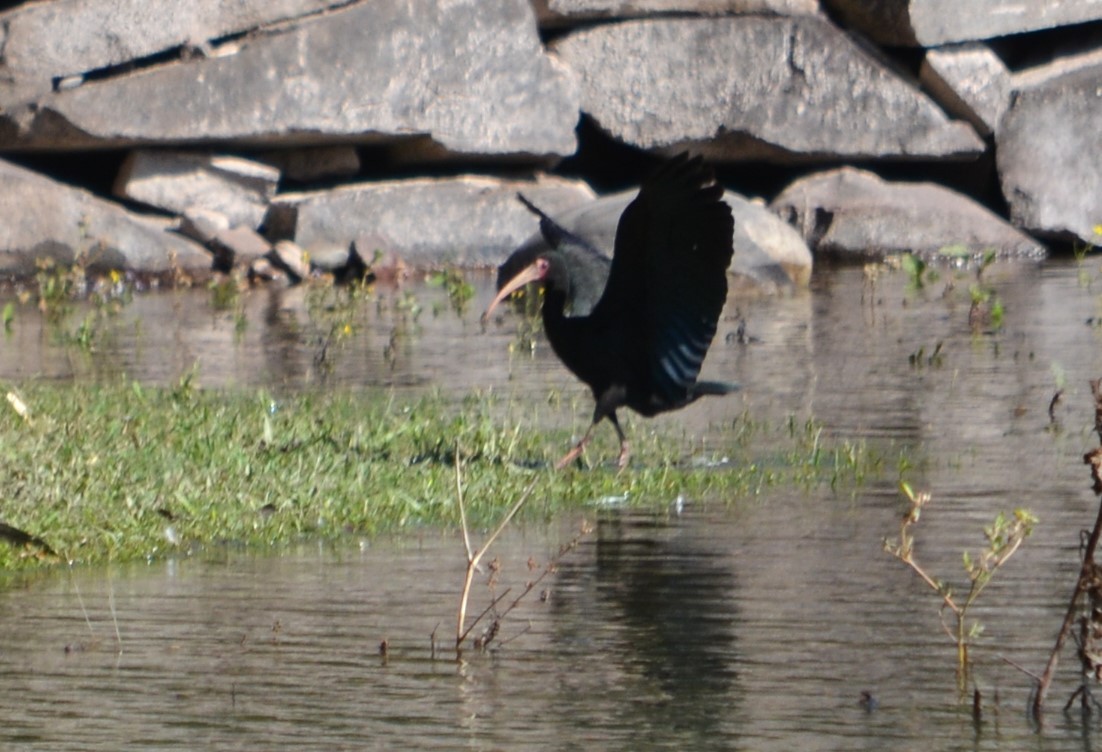 Bare-faced Ibis - ML586755351