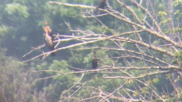 Neotropic Cormorant - ML586756701