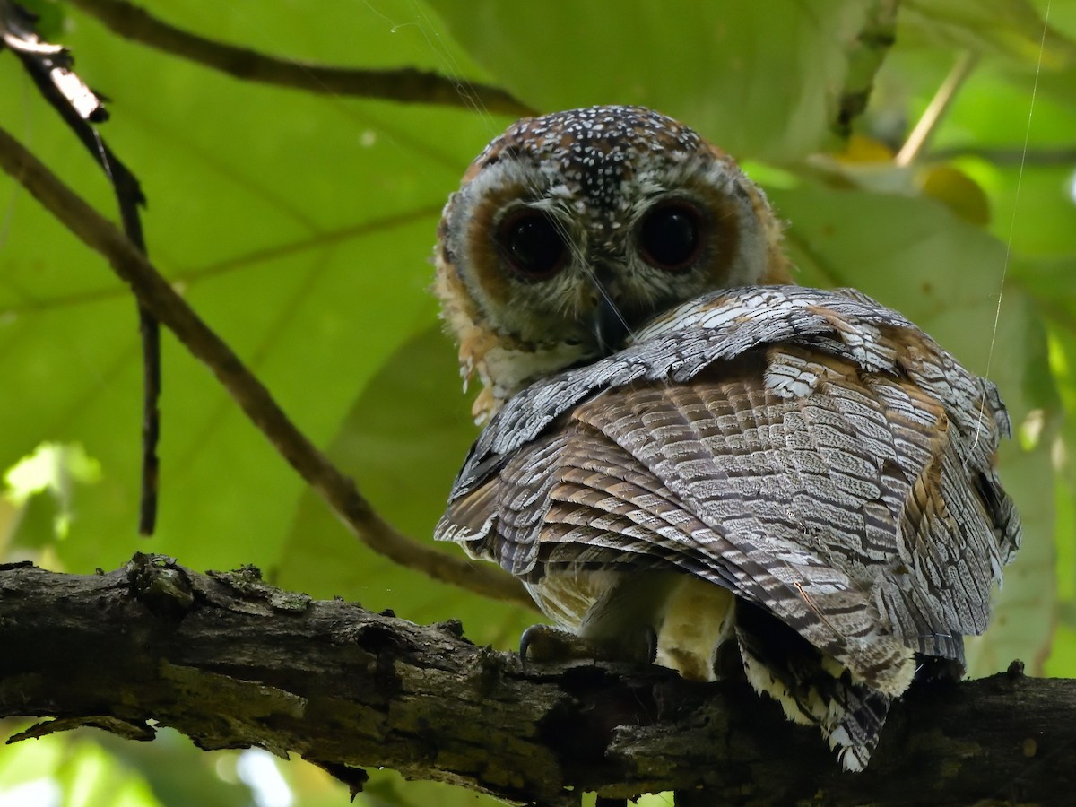 Mottled Wood-Owl - Polly Kalamassery