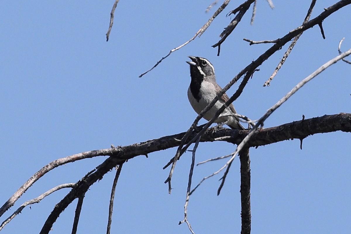 Black-throated Sparrow - ML586756991