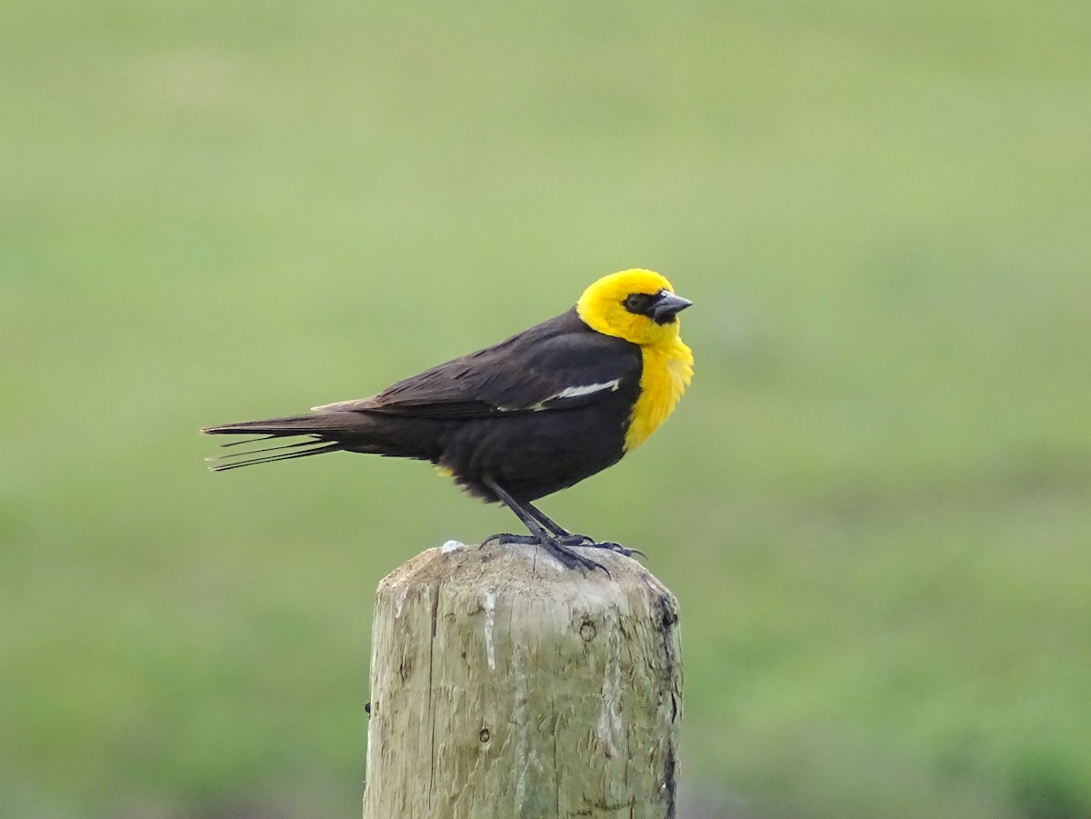 Yellow-headed Blackbird - Paul Foth