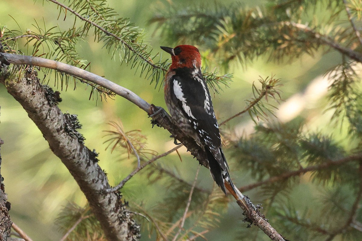 Red-breasted Sapsucker - ML586758531