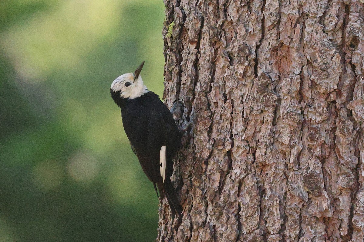 White-headed Woodpecker - ML586758541