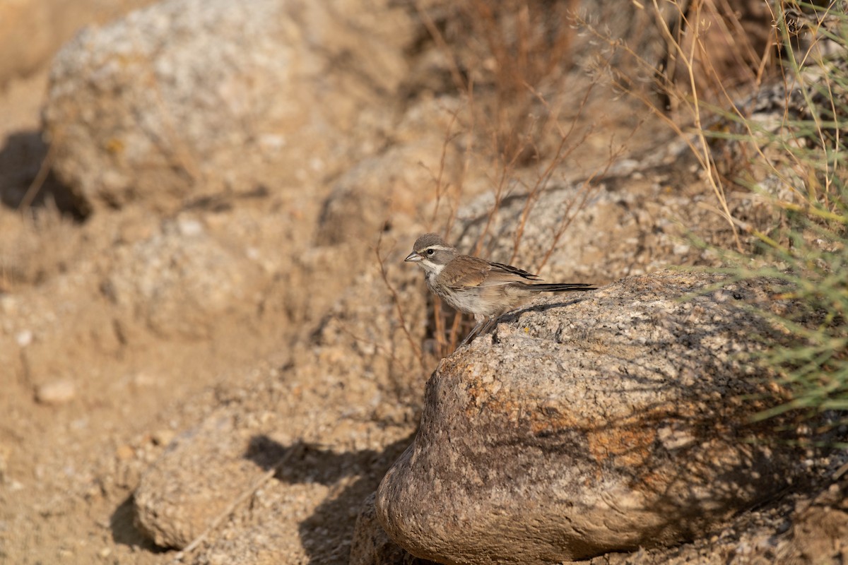 Black-throated Sparrow - ML586759011