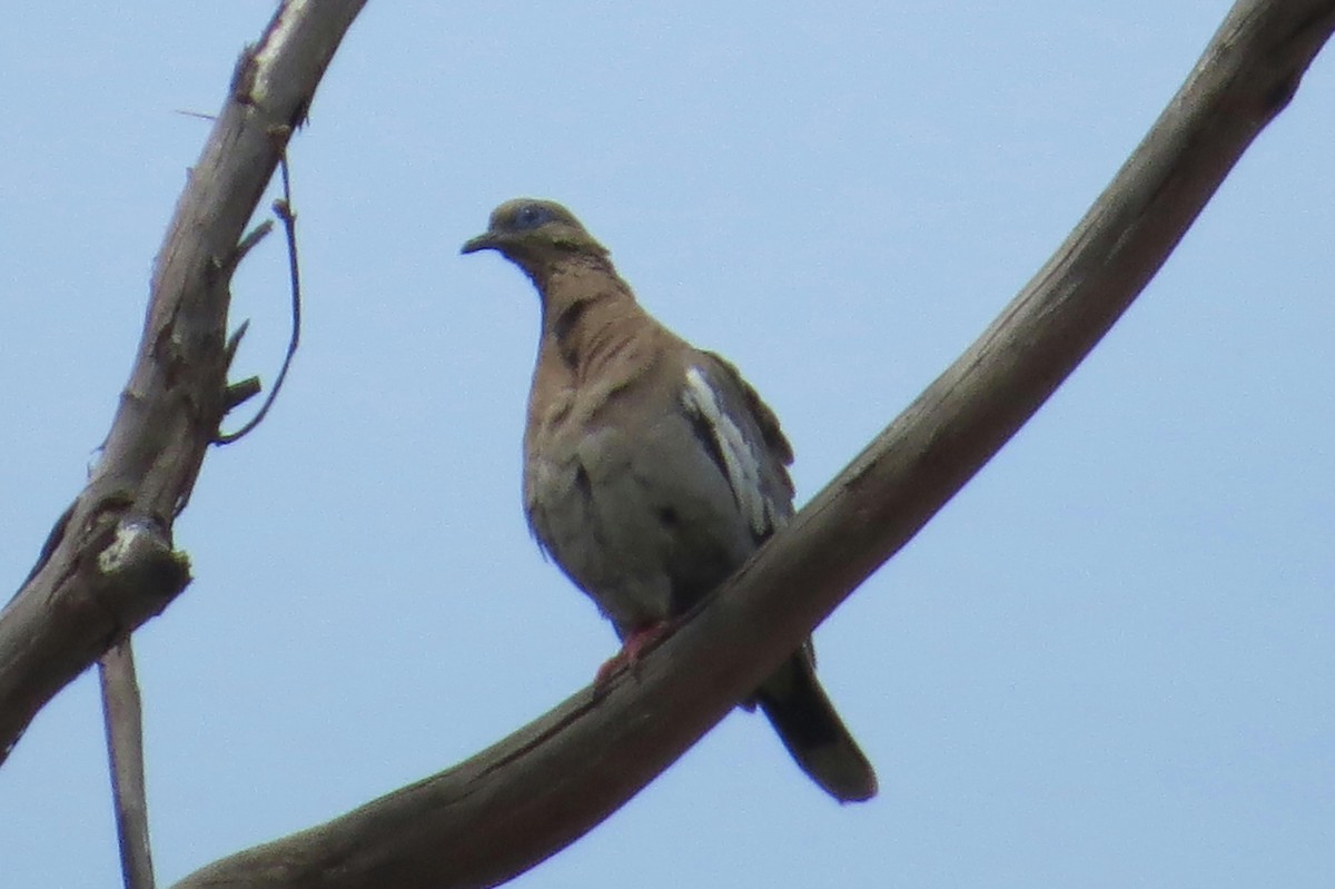 West Peruvian Dove - Anonymous