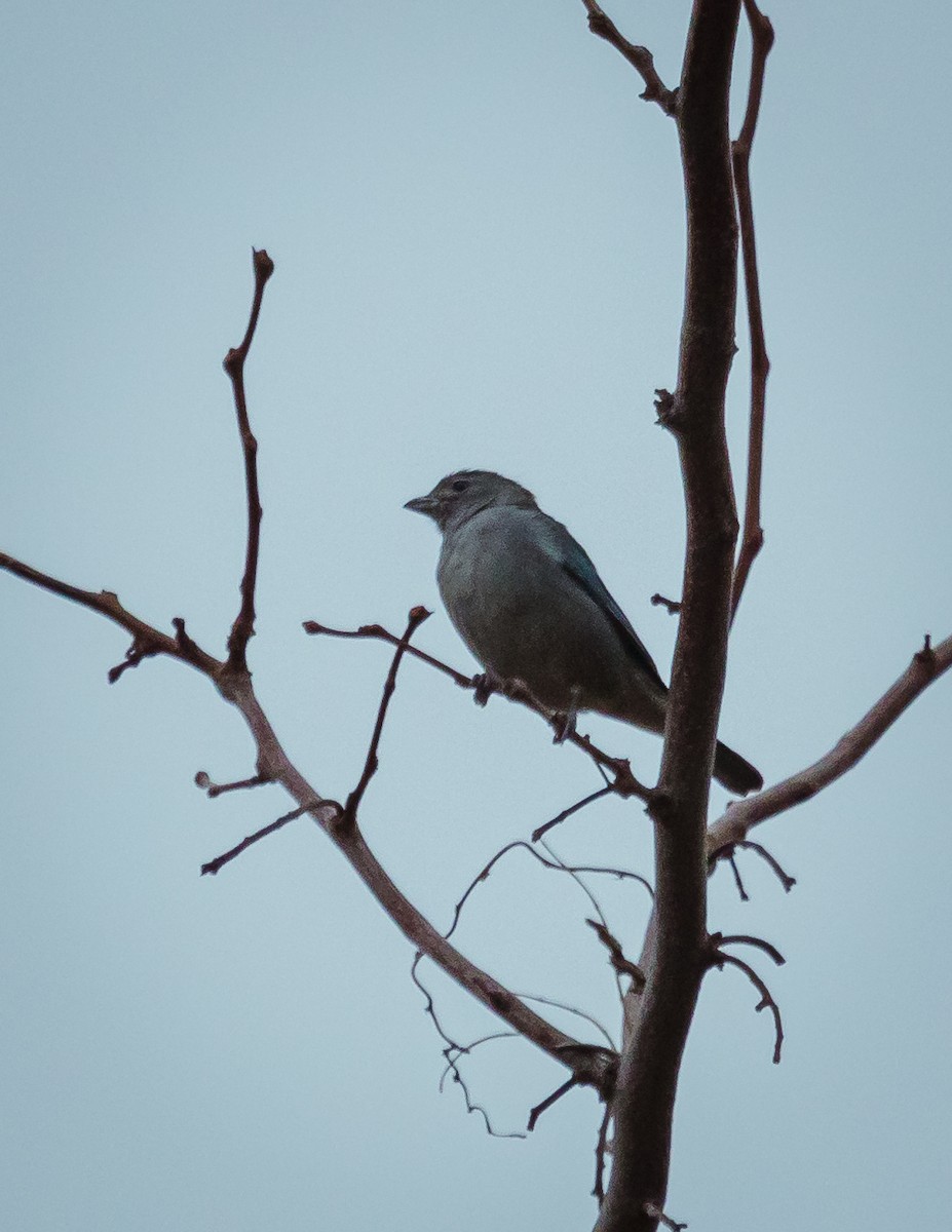 Sayaca Tanager - Anonymous