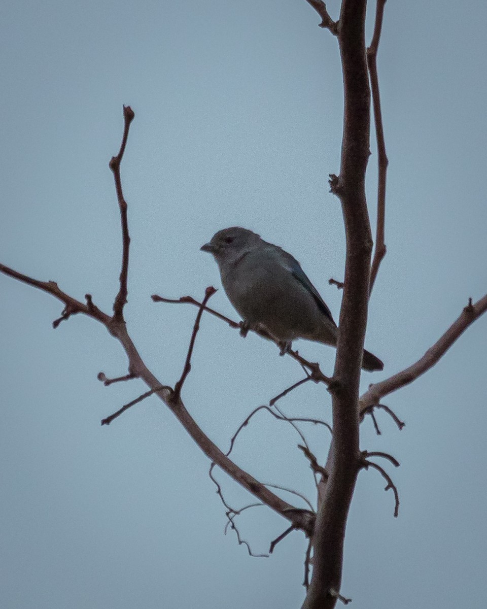 Sayaca Tanager - Anonymous