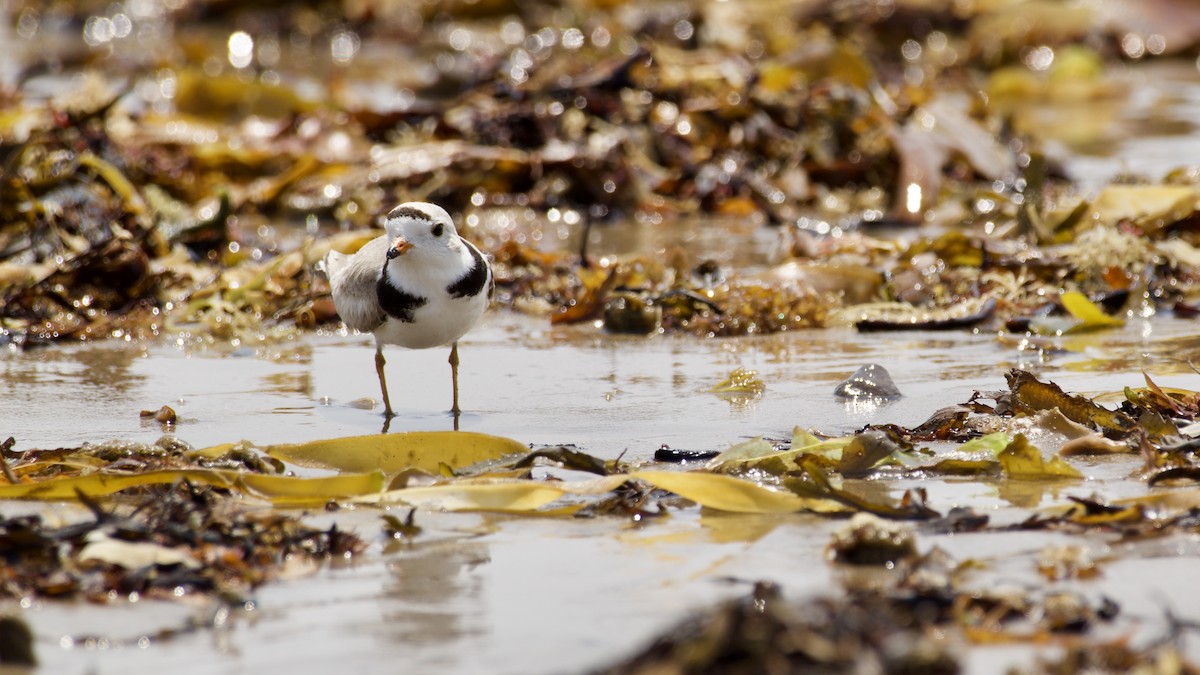 Piping Plover - ML586760291