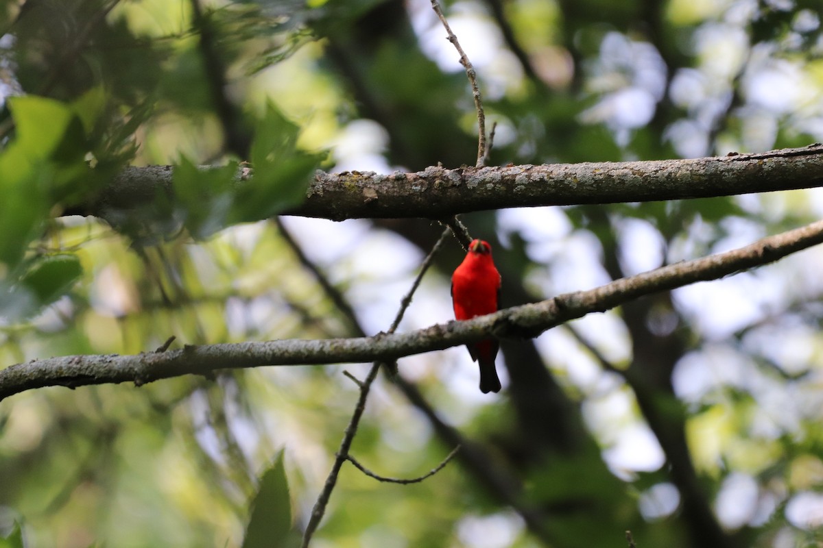 Scarlet Tanager - ML586761851