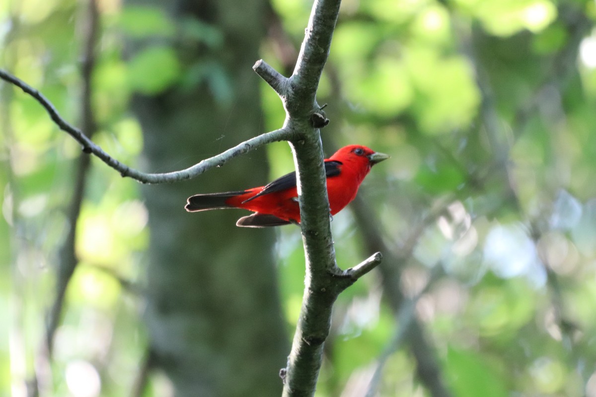 Scarlet Tanager - ML586761861