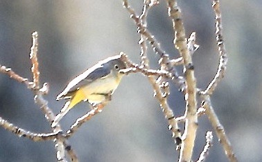 Virginia's Warbler - ML586762971