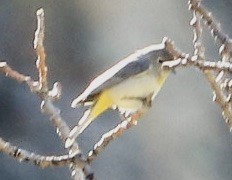 Virginia's Warbler - ML586763151