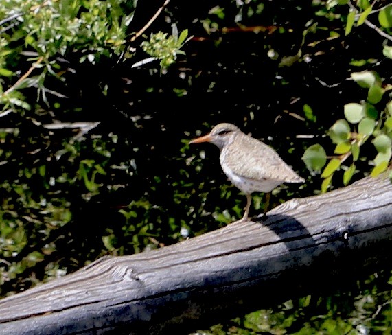 Spotted Sandpiper - Nancy Devon