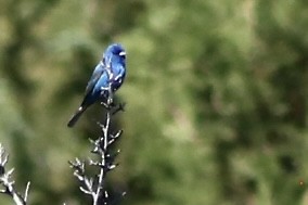 Indigo Bunting - ML586764121