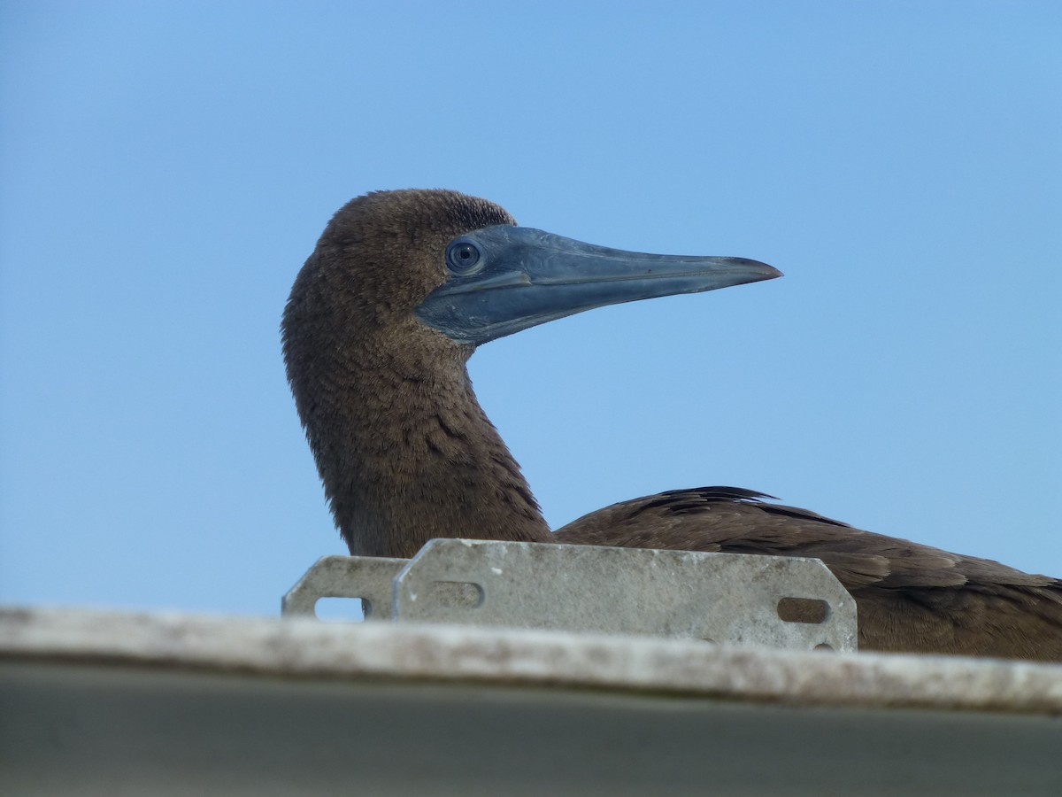 Brown Booby - ML586764341