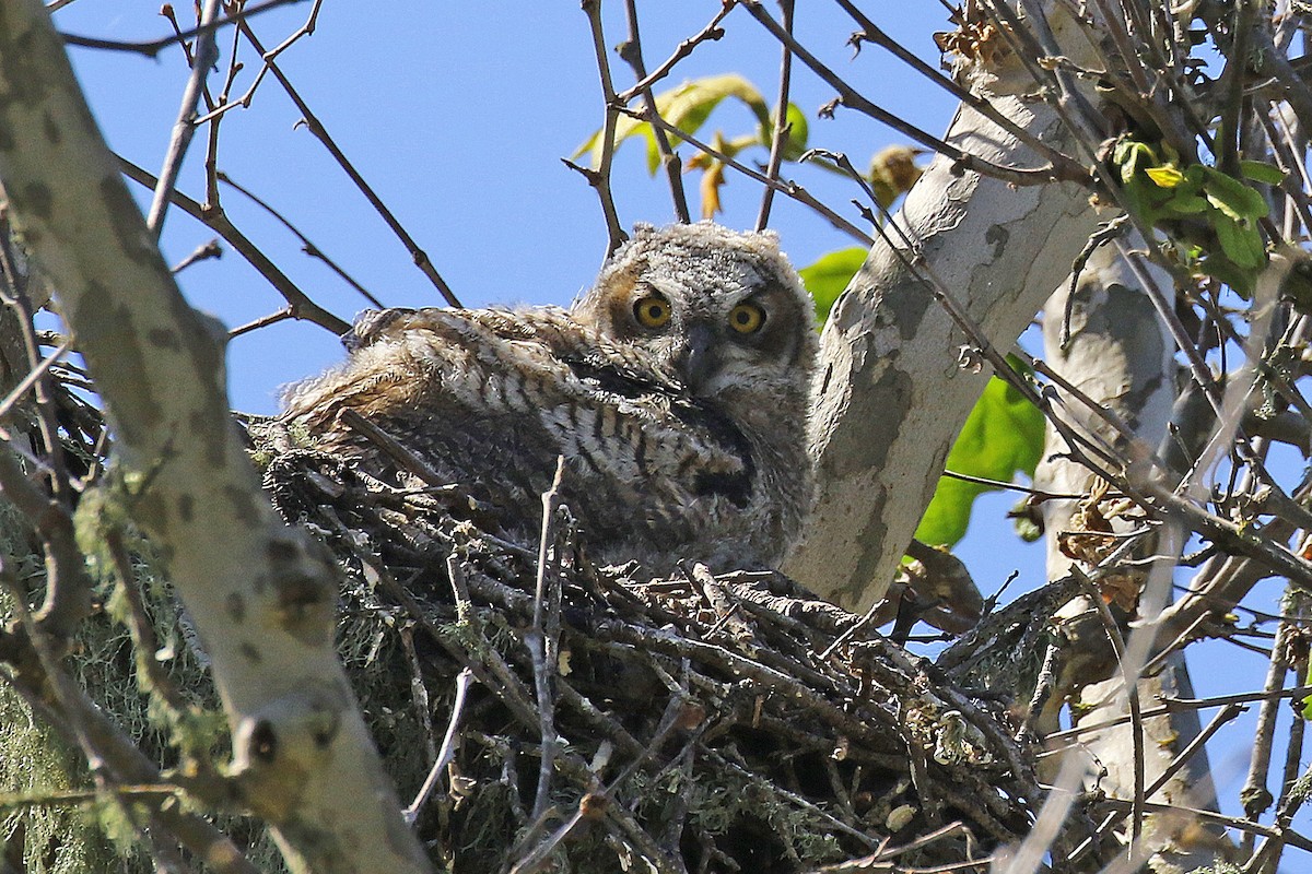 Great Horned Owl - ML586764501