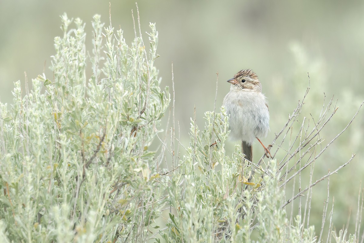 Brewer's Sparrow - ML586764591