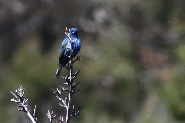 Indigo Bunting - ML586764751