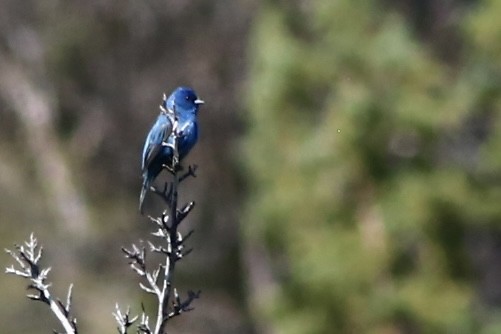Indigo Bunting - ML586764761