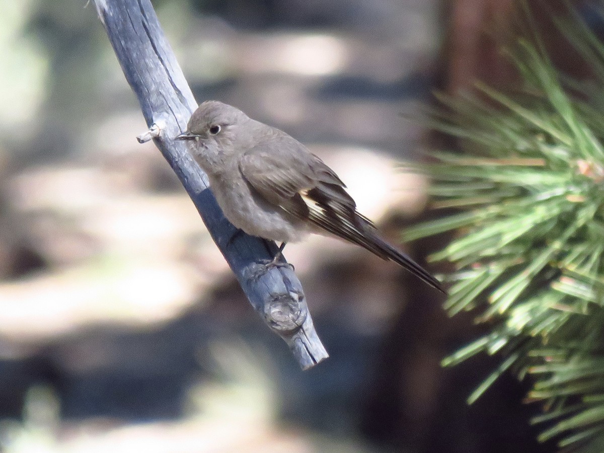 Townsend's Solitaire - ML586766451